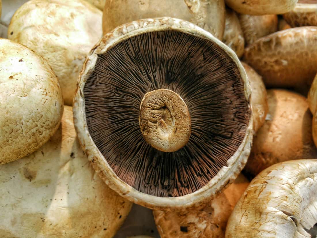 Portobello Mushroom Steaks | Spiro Health & Wellness